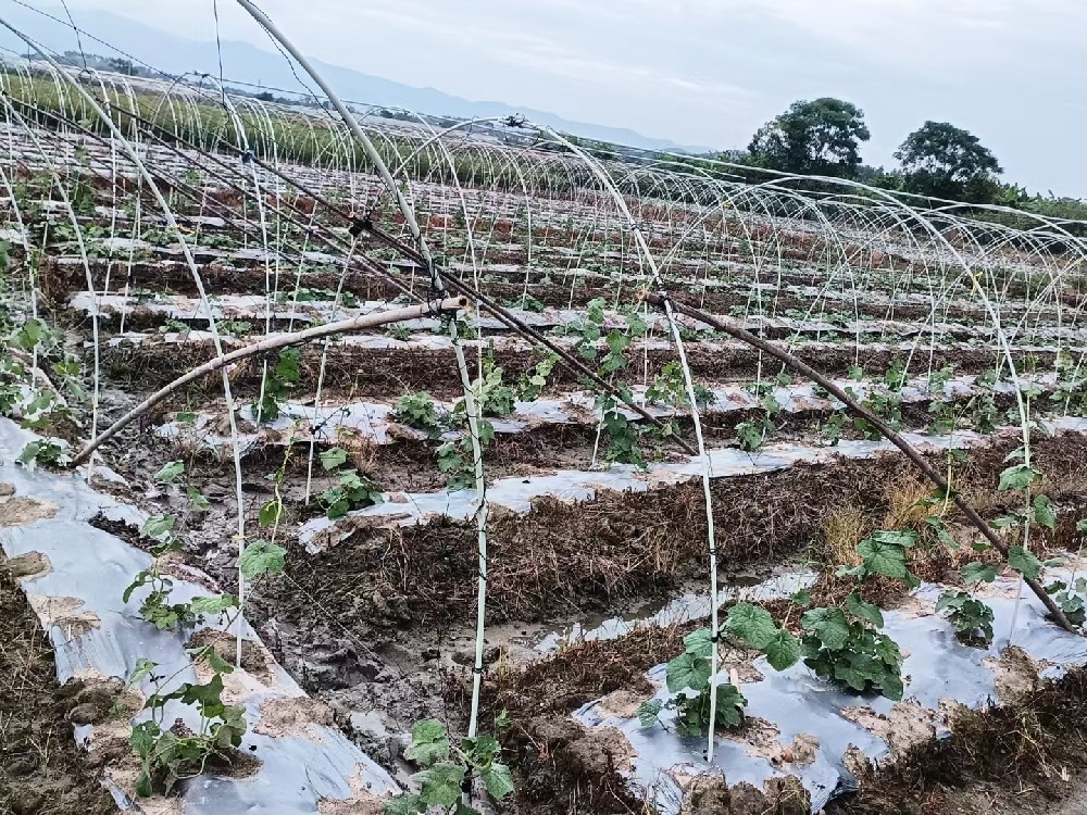 纤维杆农场应用
